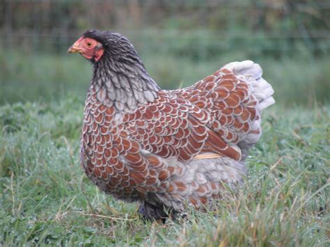 The Silver Laced Wyandotte is a friendly bird that won't get aggressive or make a scene unprovoked. . Galindos wyandotte